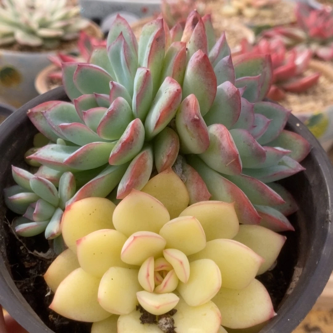 217雨燕座锦锦锦锦锦锦锦