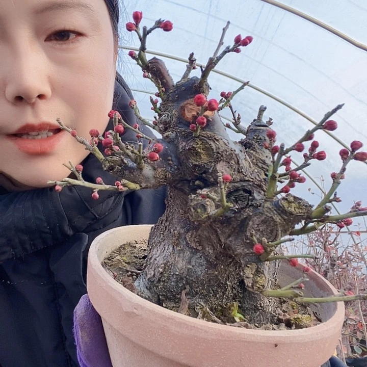 无花朵@**陈骨里红梅花盆景桩