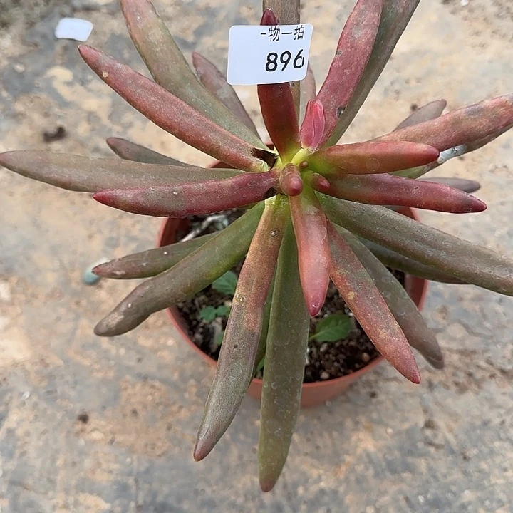 分****乐896号 一物一拍