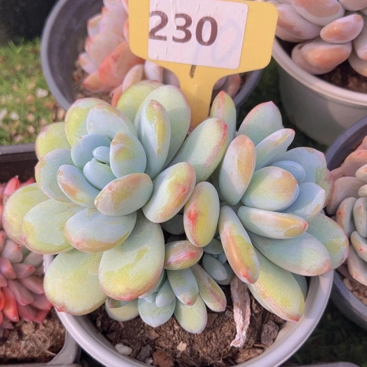 健健康康平平安安