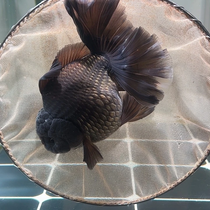 金鱼百褶太少牙齿5