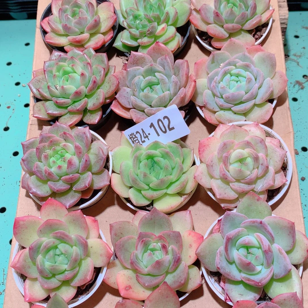 24-102一物一拍多肉带盆18颗