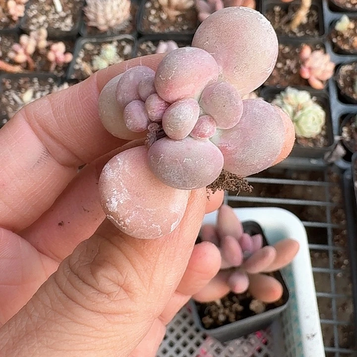 娇*bvvvgggg304m m m k