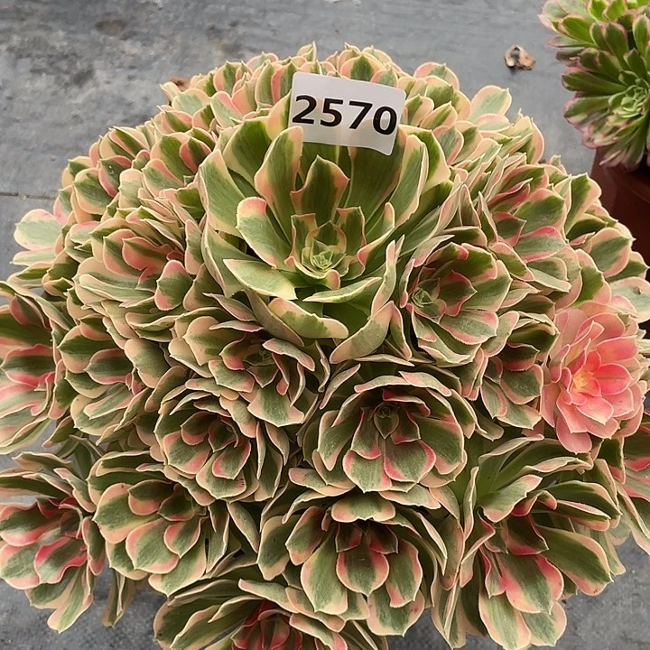 粉女郎2570号多肉植物