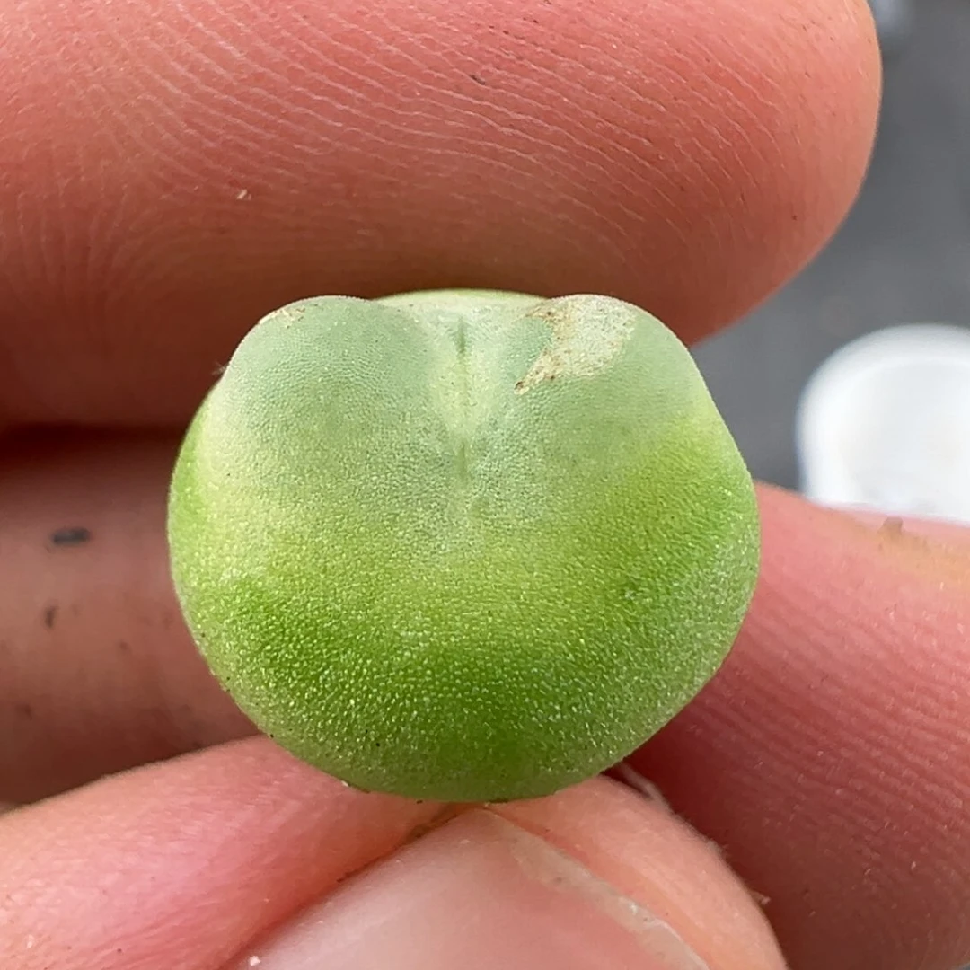 7.9好看的多肉脱土发货074