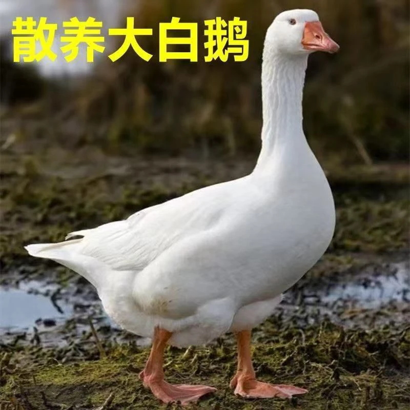 散养大白鹅 土鹅整只带心肝1只净重5斤左右