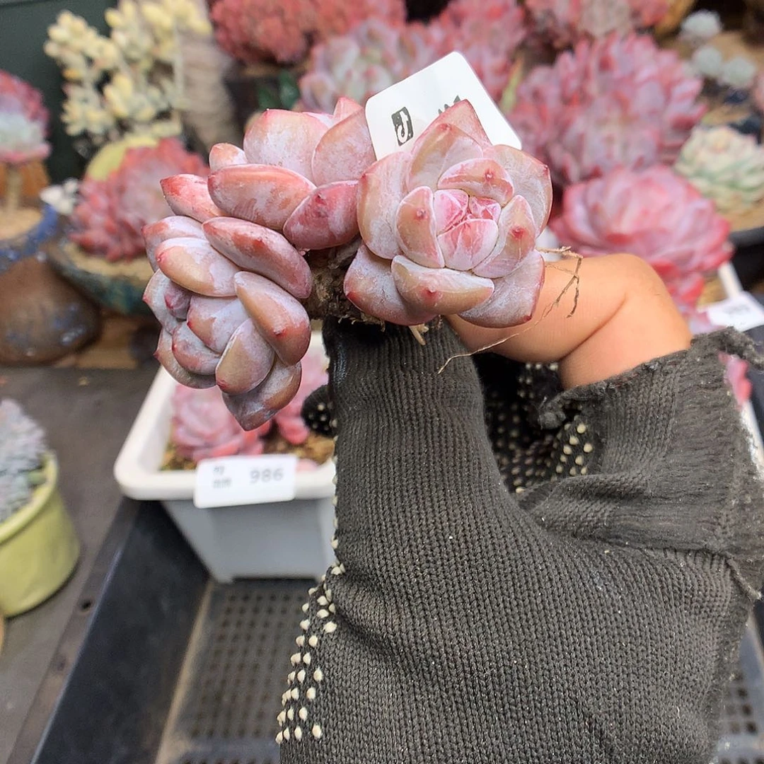 991星影多肉植物6666