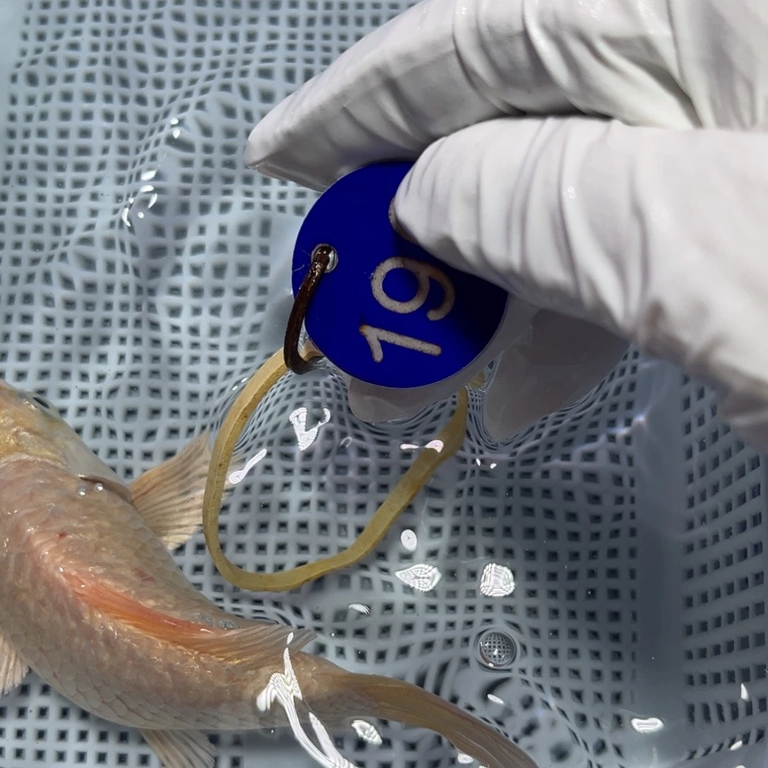 锦鲤锦鲤冷水观赏196