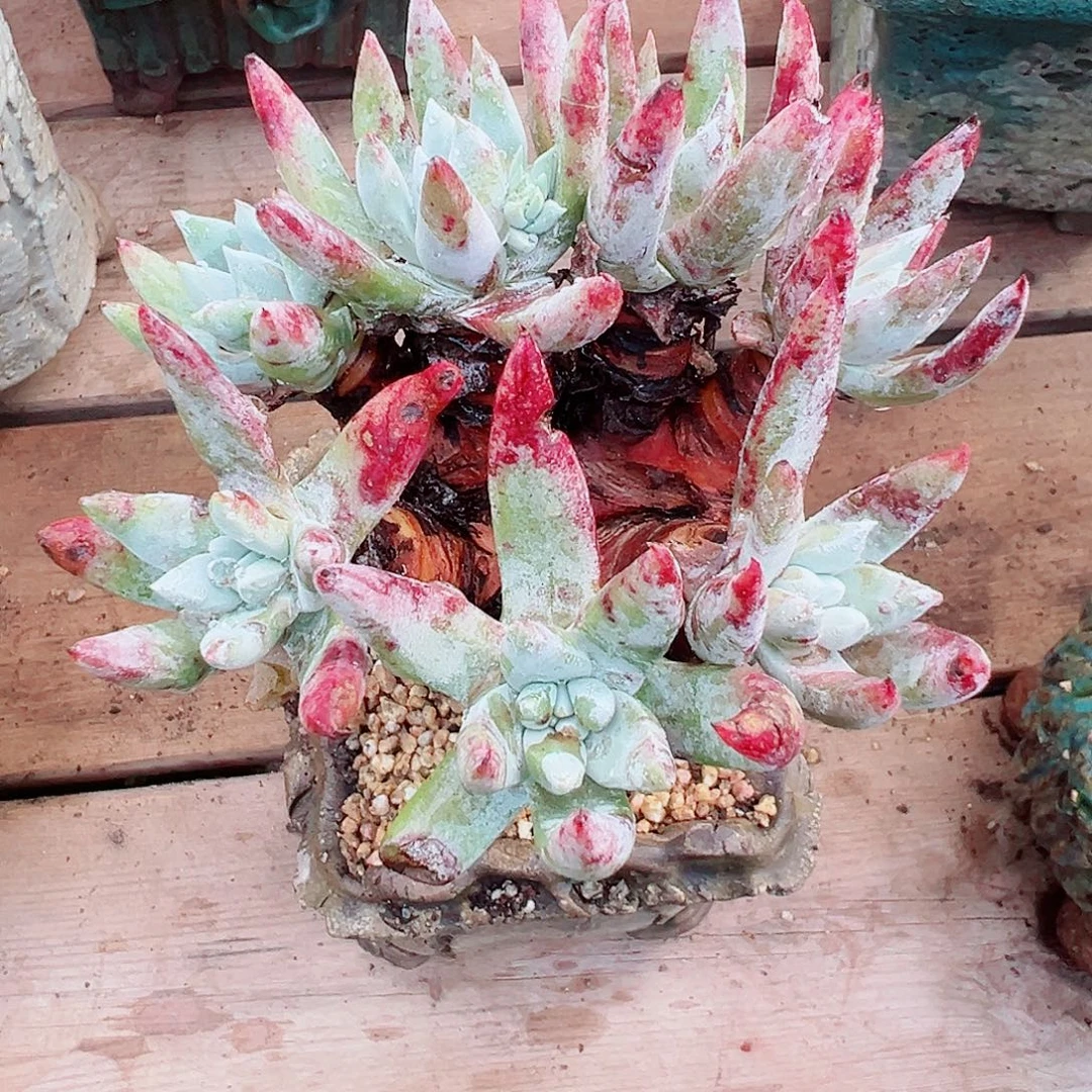 9384海瑟仙女杯多肉