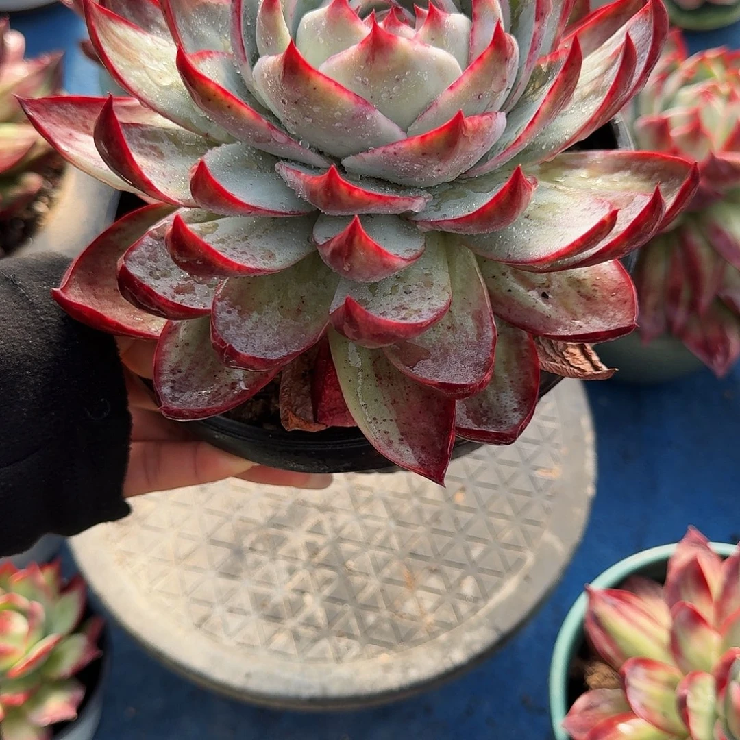 惊鸿仙子 3539........