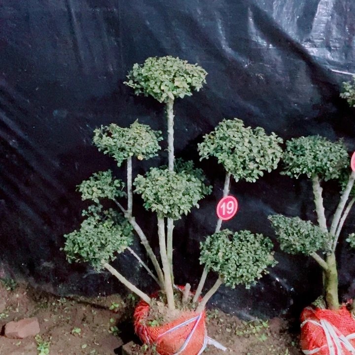 一物一拍一物一拍