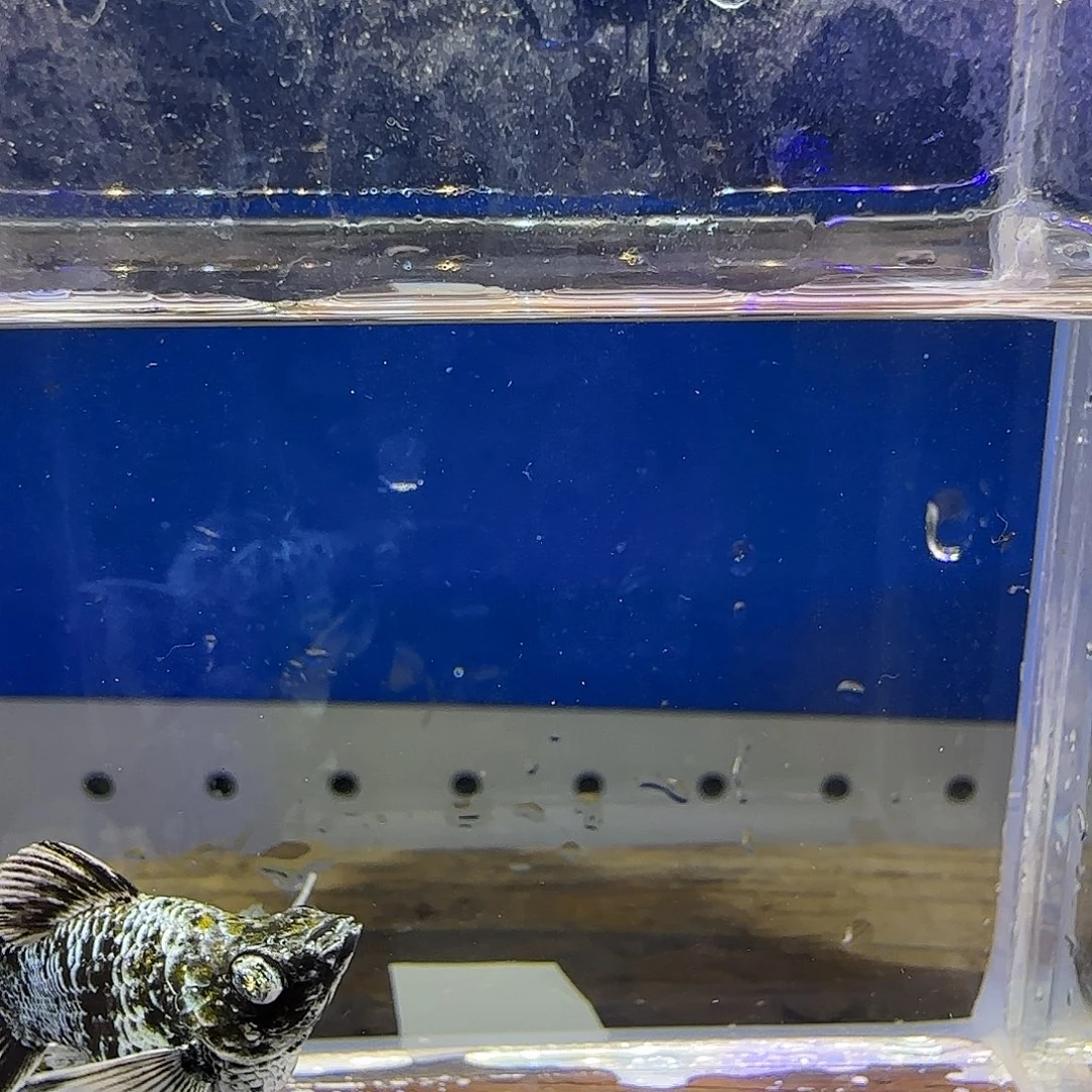 黑玛丽鱼电镀钻眼63号