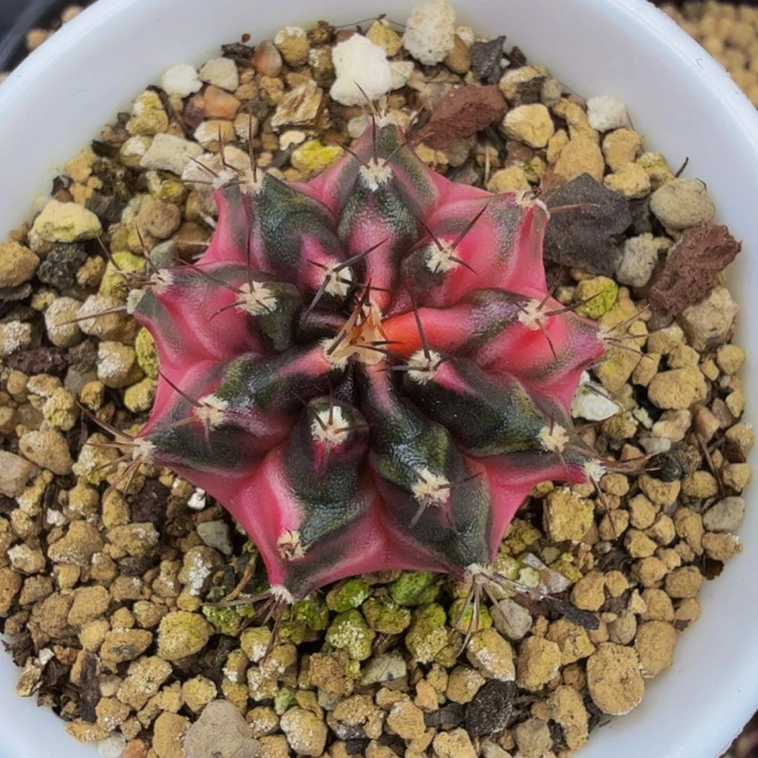 当前无花朵，栽培后可花朵