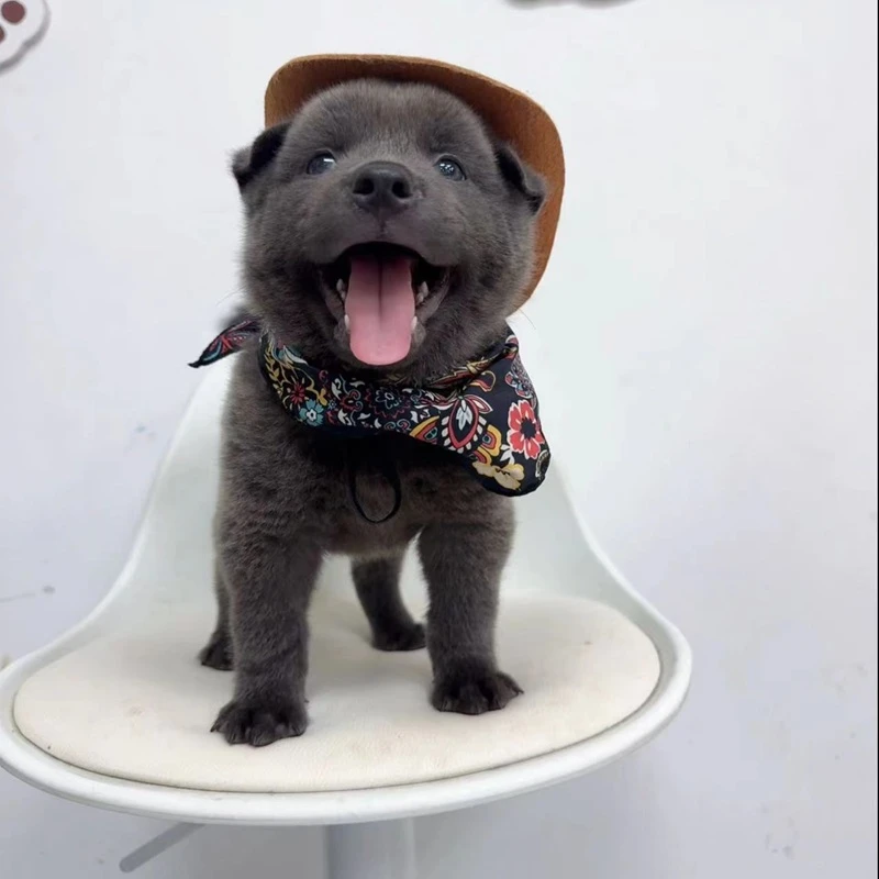 【麦萌】土松五红五黑犬专属狗狗链接-WSCY-A009