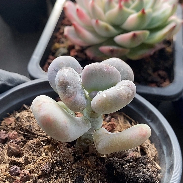 油煎丸子石化多肉植物