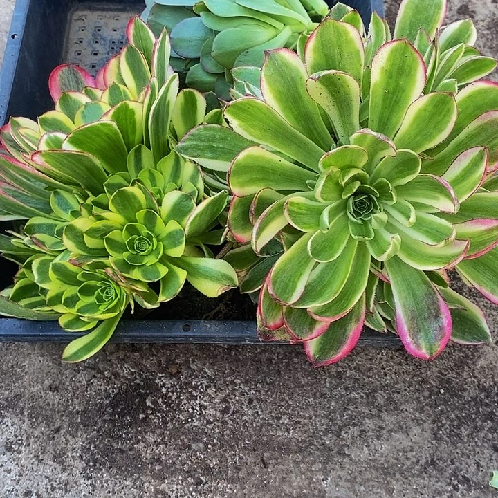 海王法师加奶白法师11