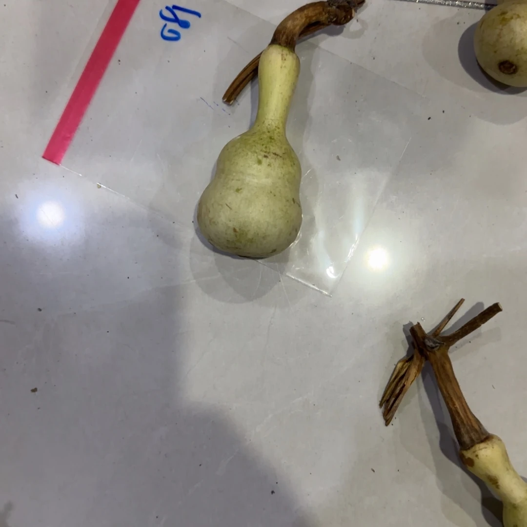 浅***夜青皮不包成青皮不包成