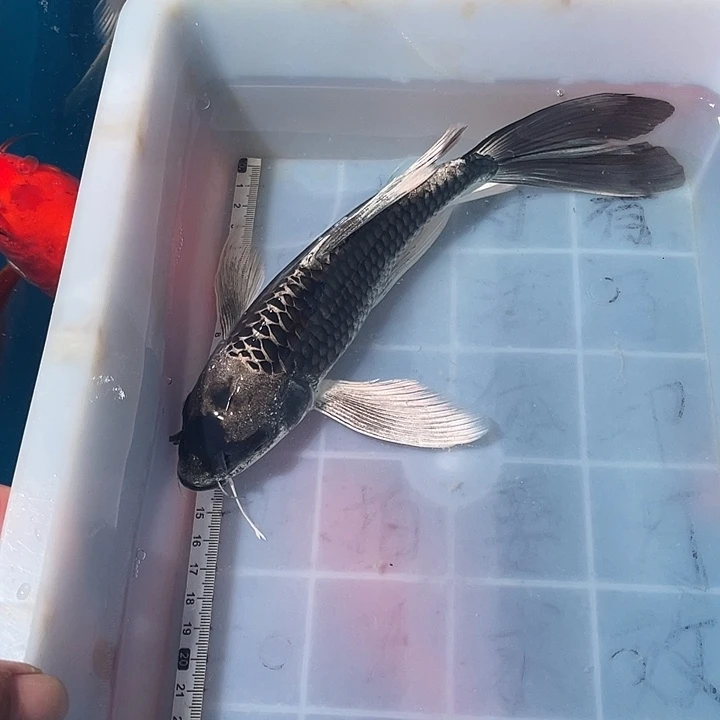 蝴蝶鲤鱼渔场直发91