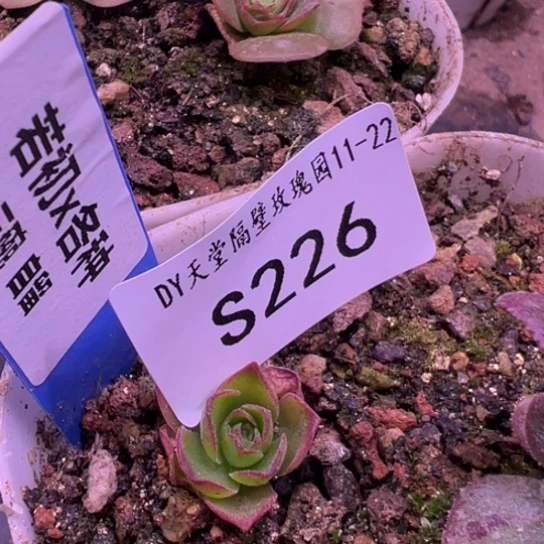 ****来三碗225-226 若初新白龙侧芽