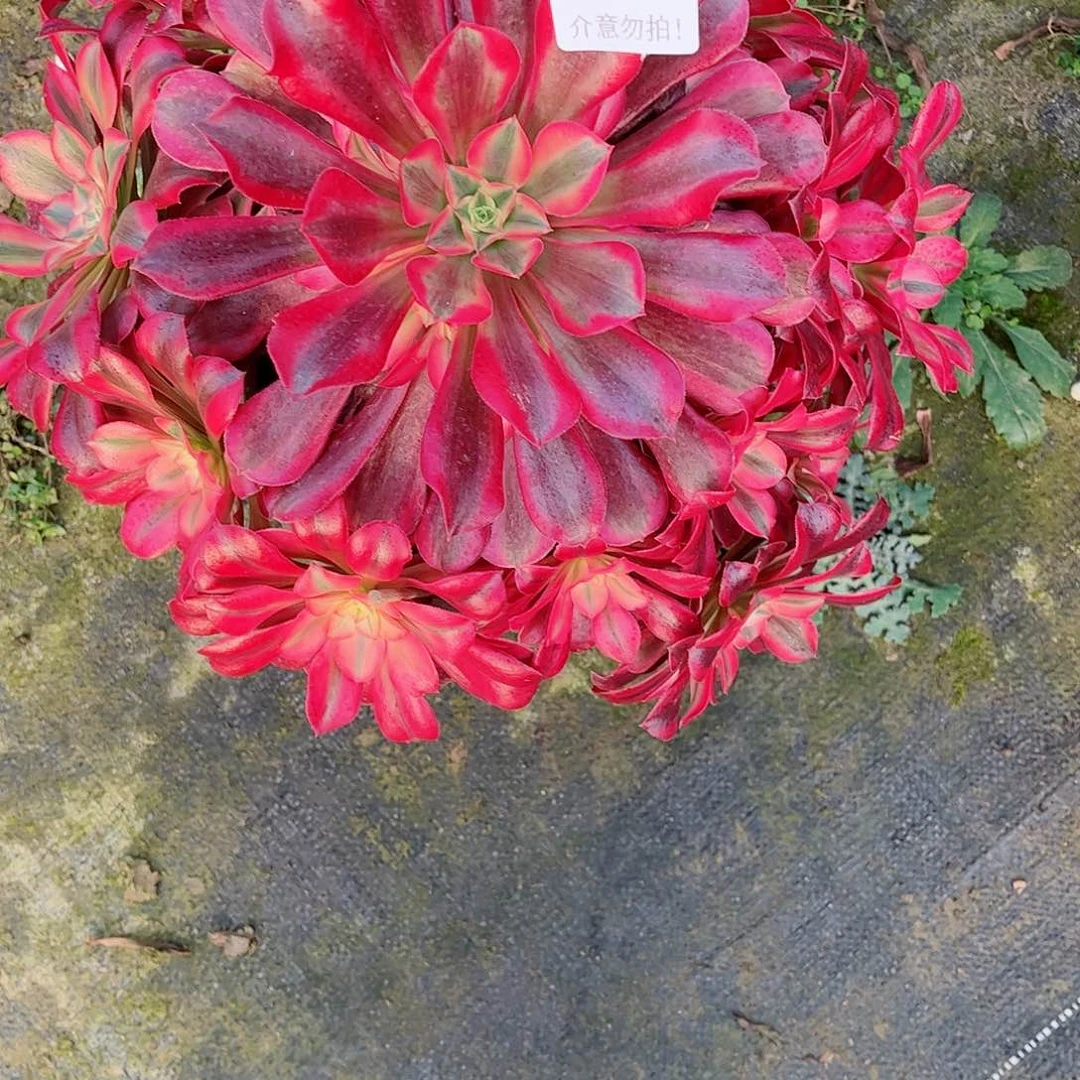 无花朵用****0多肉植物美度635