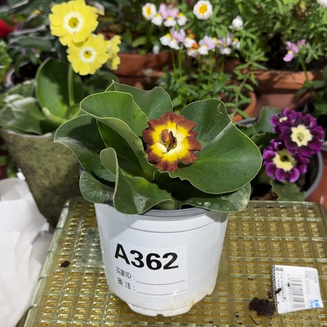 一物一拍耳叶报春A362