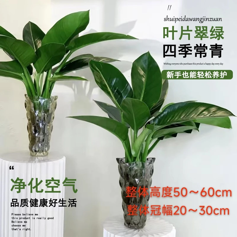拍一发二大王金钻绿公主50-60cm高夏季好养护易活室内桌面不带盆