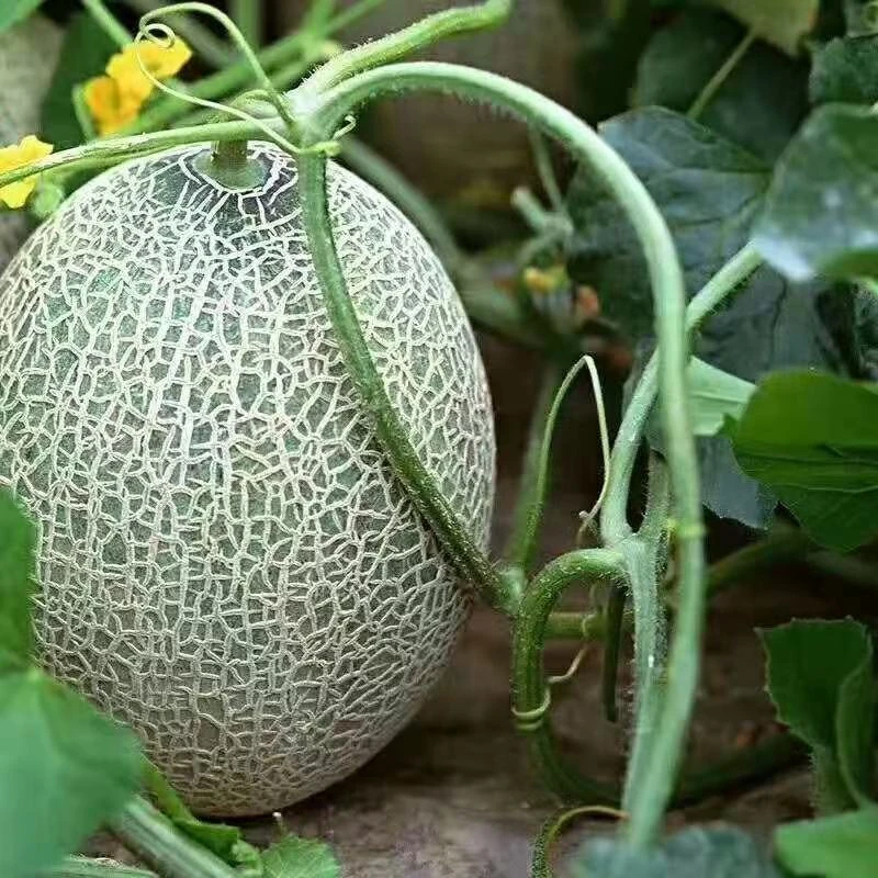 【西州蜜哈密瓜】脆甜多汁 建议常温存放3天 甜度更高