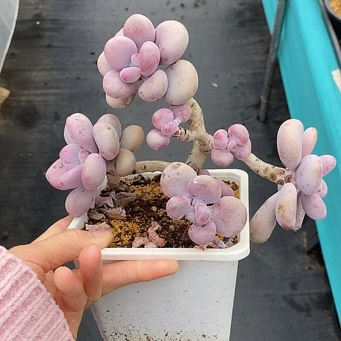 1213多肉植物老桩
