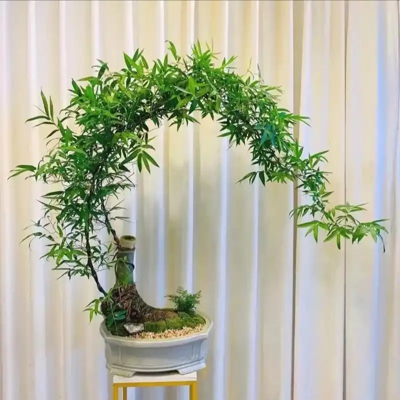 广东小叶簕竹室内外绿植盆栽