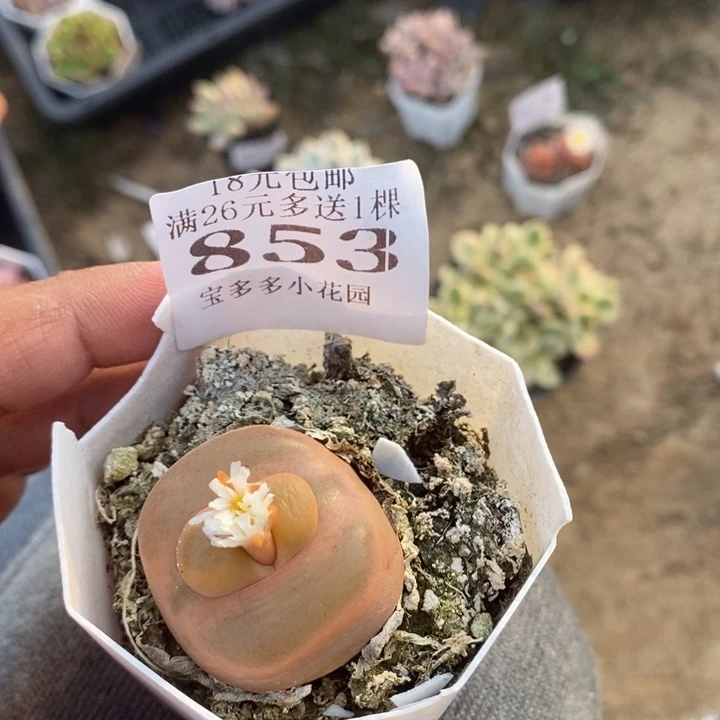 毛毛一物一拍满18包邮满26送一颗多肉