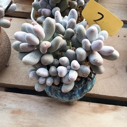 小***h米可奶2号码牌子的话题了