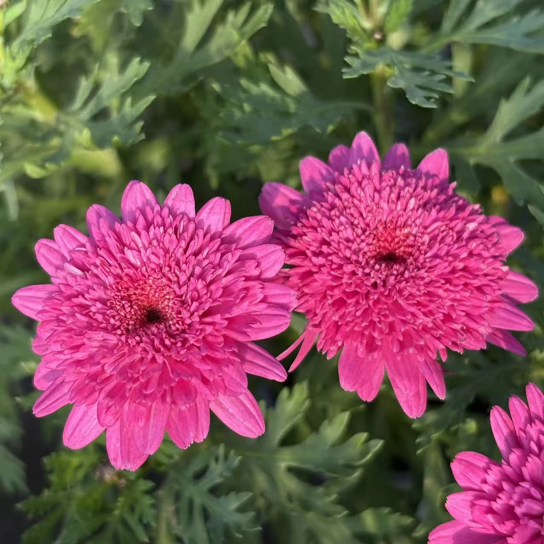 莎莎公主 花量大 花期长 四季反复开 室内室外阳台地栽盆栽