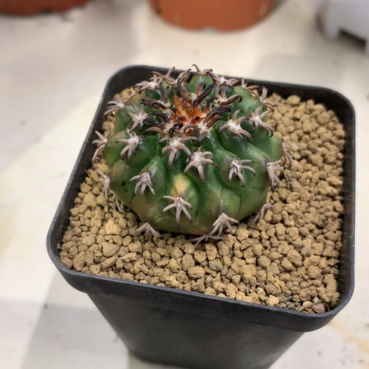 【闪购商品】凌*开播福利实生