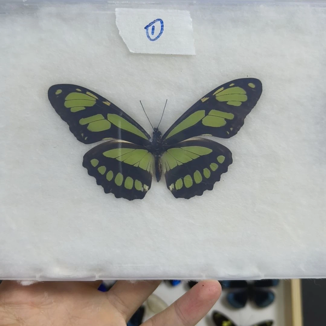 真蝴蝶标本一物一拍