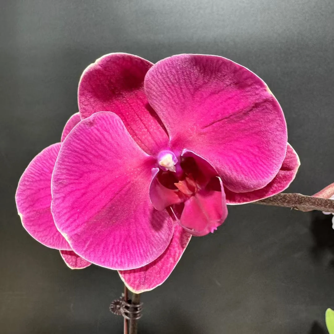 蝴蝶兰[朝日]高端室内盆栽带花带苞昆明基地直发