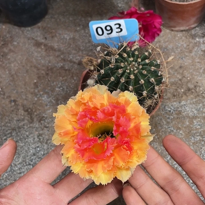 093彩草满18包邮
