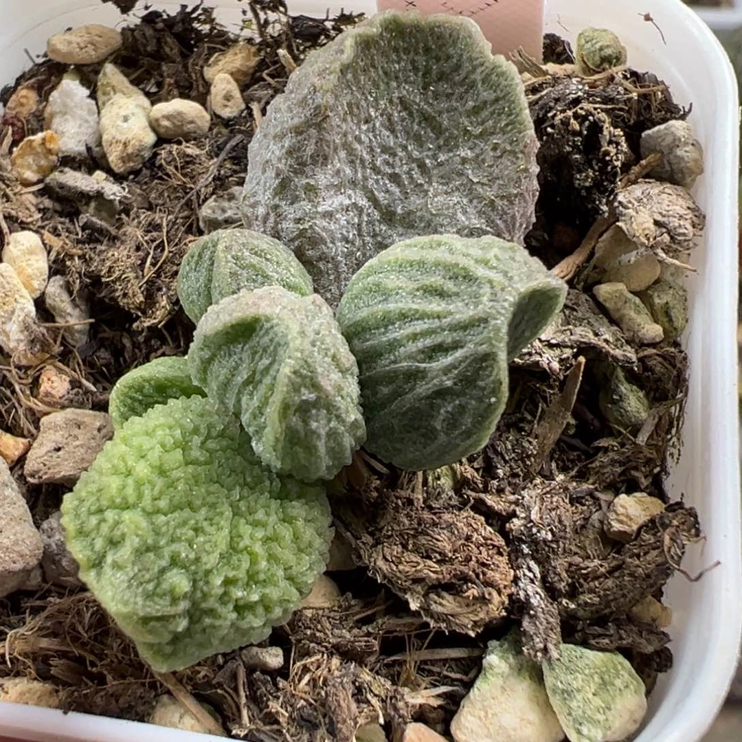 实生新品大苗多肉植物水泡