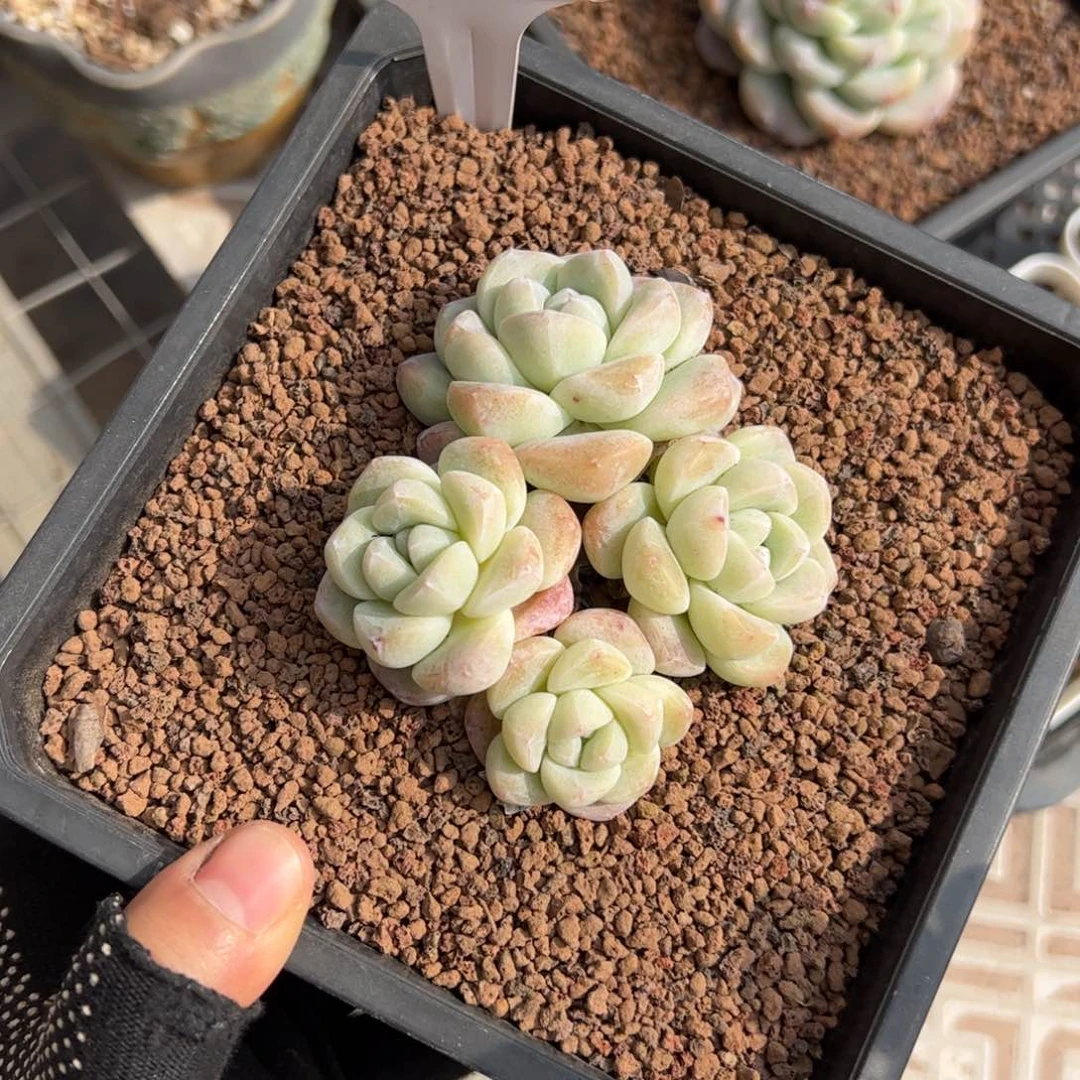 红陶果*然172号多肉植物