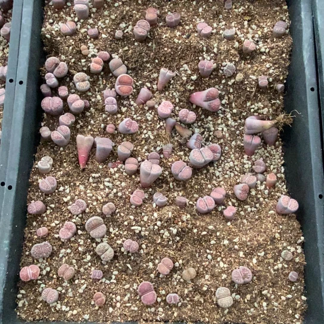 4352 紫菊一筐脱土发货部分有腿