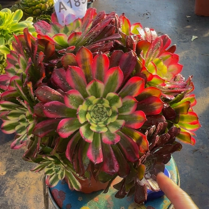 美级185福利出了