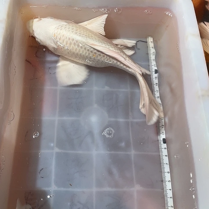 蝴蝶鲤鱼渔场直发33