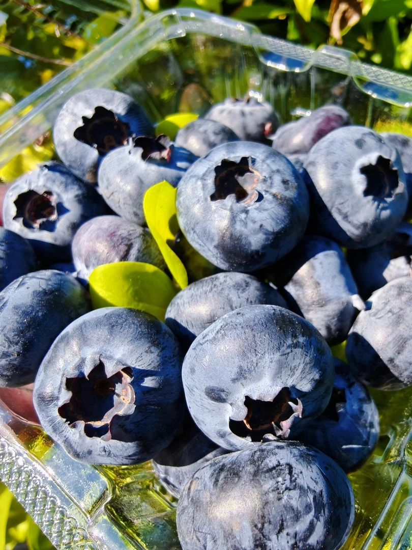 【攀枝花花香蓝莓-诸葛研选】果肉饱满清爽脆甜的攀枝花花香蓝莓