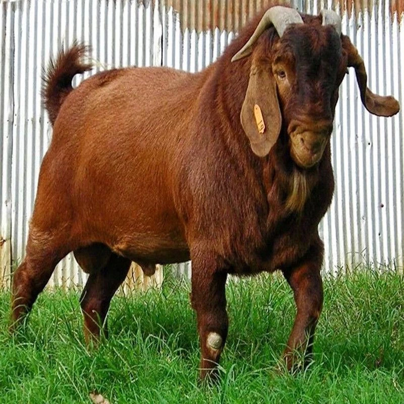 （亚洲黄金羊山羊天然养殖)黄金羊75斤左右