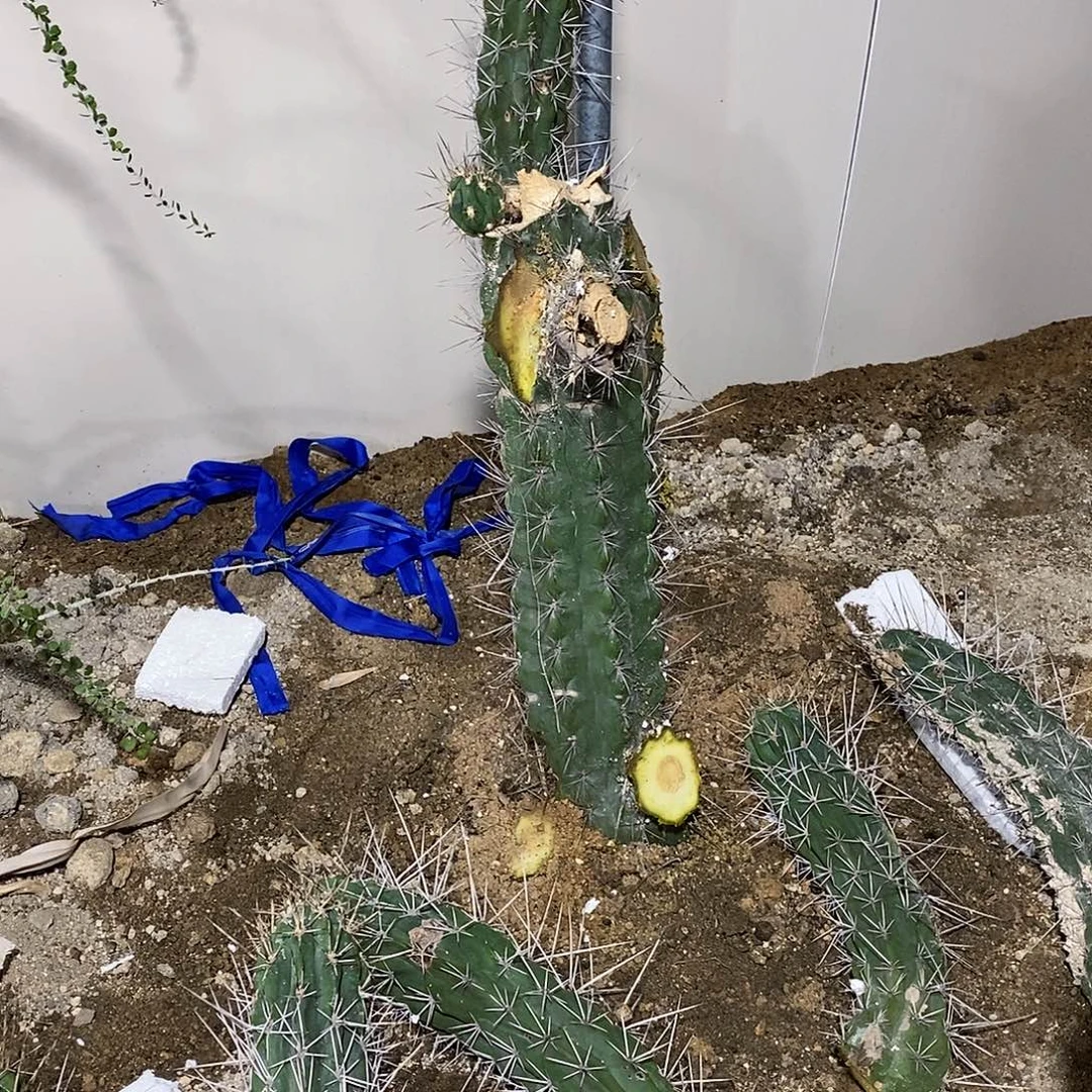 大***好6号拍品。