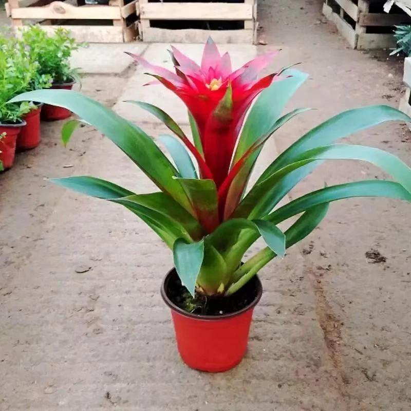鸿运当头盆栽土培红星花带红花卉植物室内客厅绿植