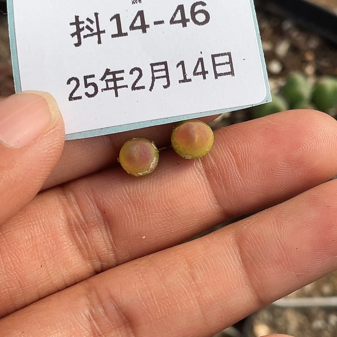 哦****?14-46肉锥多肉植物