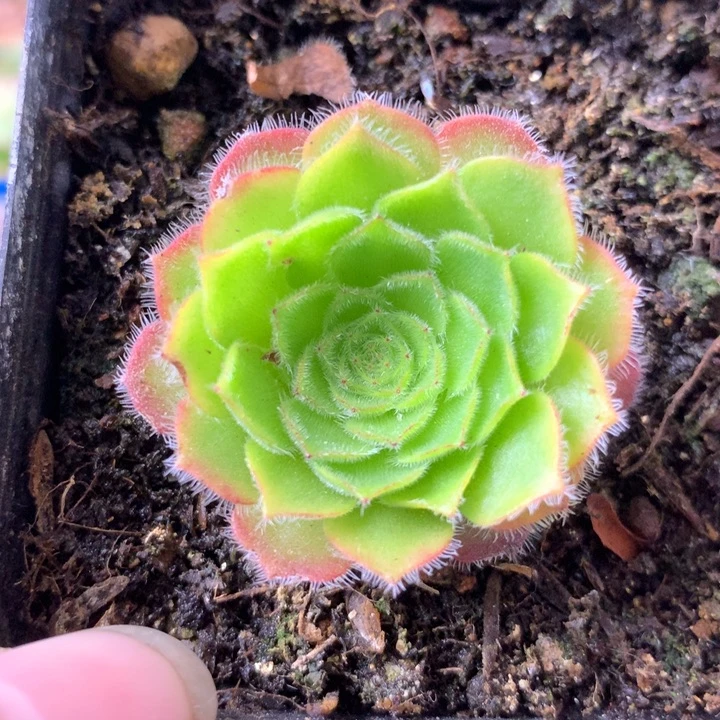 一物一拍雾冰心173