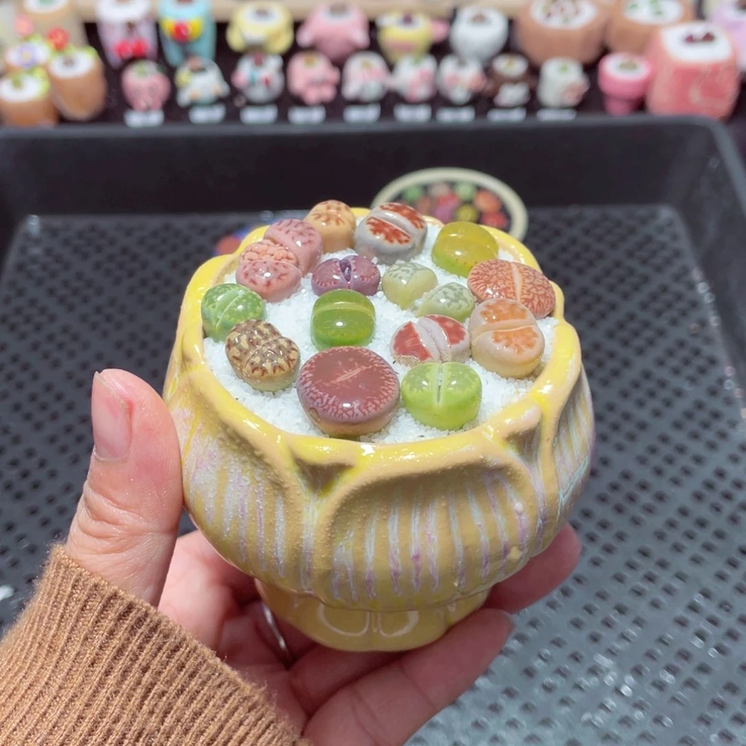 w11117 带盆土发货-零下地区拍保温箱