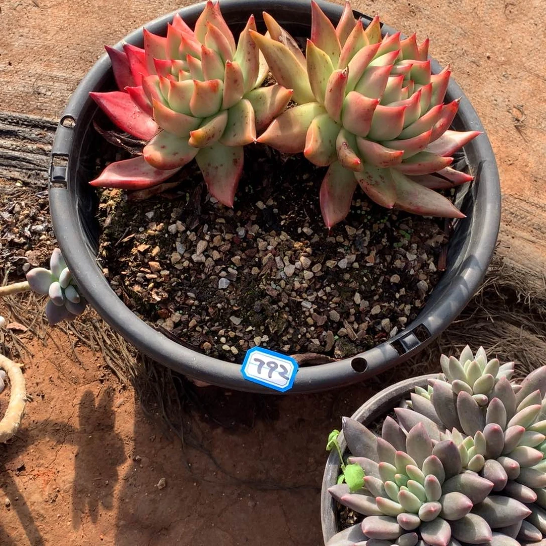 792弗兰克 一物一拍多肉