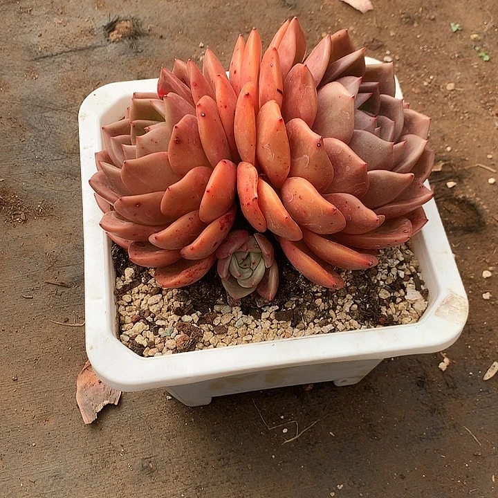 H***_美肉特价活动开始了